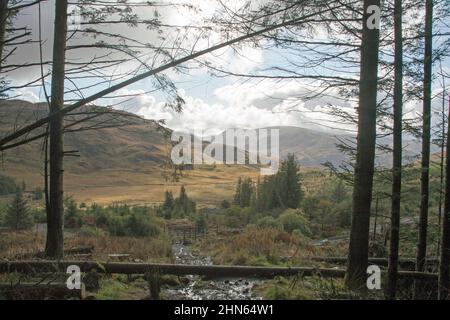 Nadelwald oberhalb von Glen Trool in der Nähe von Newton Stewart Dumfries und Galloway Scotland Stockfoto