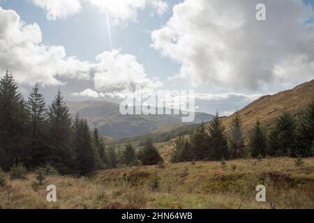 Nadelwald oberhalb von Glen Trool in der Nähe von Newton Stewart Dumfries und Galloway Scotland Stockfoto