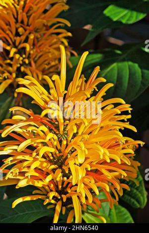 Brasilianische Blütenplume (Justicia umbrosa oder Justicia aurea) Stockfoto