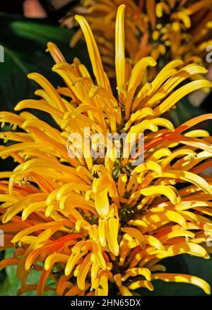 Brasilianische Blütenplume (Justicia umbrosa oder Justicia aurea) Stockfoto