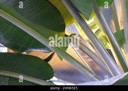 Bananenblätter aus nächster Nähe. Helles Original Gemüse Hintergrund horizontal. Musaceae-Familie. Musa Velutina Stockfoto