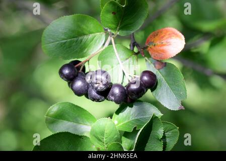 Aronia-Beere aus nächster Nähe. Apfelbeerbaum, ein Zweig mit den reifenden Früchten auf einem bunten pflanzlichen Hintergrund unter hellen Strahlen der Sonne horizontal Stockfoto