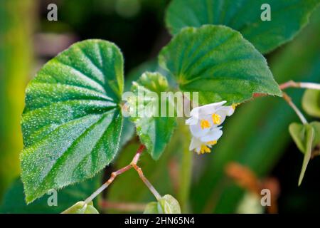 Weiße Begonia-Blüten (Begonia semperflorens) Stockfoto