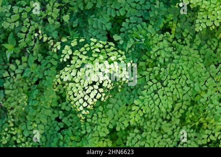 Maidenhair-Farnlaub (Adiantum capillus-veneris) Stockfoto