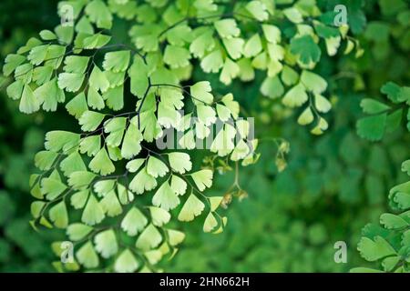 Maidenhair-Farnlaub (Adiantum capillus-veneris) Stockfoto