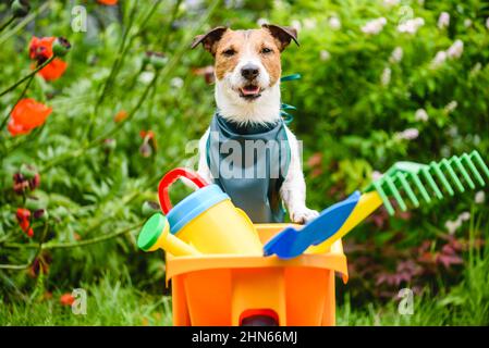 Lustige Gärtner bereit für Landschaftsbau und Rasenpflege und Wartungsarbeiten. Hund trägt grüne Schürze und lehnt auf Schubkarre mit Gartengeräten Stockfoto