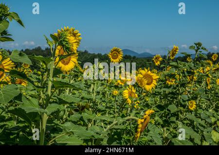 Sonnenblumen wachsen auf einem Farmfeld mit den Bergen im Hintergrund im Norden Georgiens an einem hellen, heißen und sonnigen Tag im Sommer Stockfoto