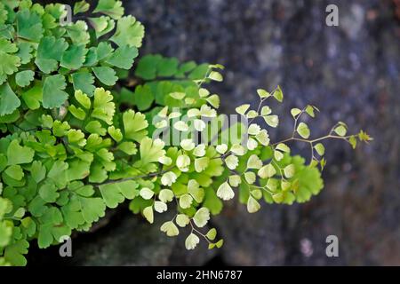 Maidenhair-Farnlaub (Adiantum capillus-veneris) Stockfoto