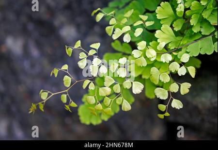 Maidenhair-Farnlaub (Adiantum capillus-veneris) Stockfoto