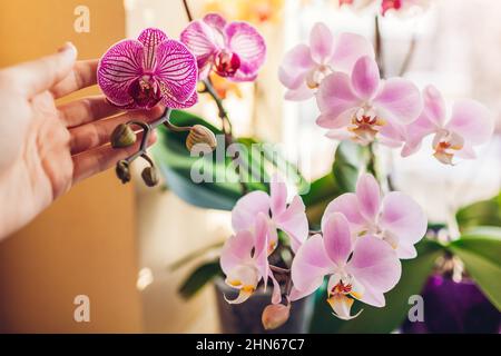 Frau genießt Orchideenblumen auf Fensterbank. Mädchen, die sich um die Heimpflanzen kümmert, die sie in den Händen halten. Weiß, lila Tagträumer, rosa, gelbe Blüten. Nachf. Stockfoto