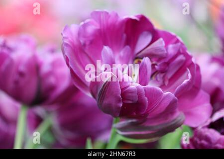 Lila Tulpen aus der Nähe. Makro. Ein Hintergrund horizontal mit schönen Frottee Tulpen. Tulipa. Familie Der Liliengewächse. Stockfoto