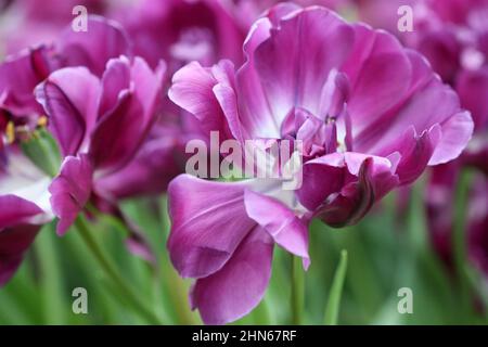 Lila Tulpen aus der Nähe. Makro. Ein Hintergrund horizontal mit schönen Frottee Tulpen. Tulipa. Familie Der Liliengewächse. Stockfoto