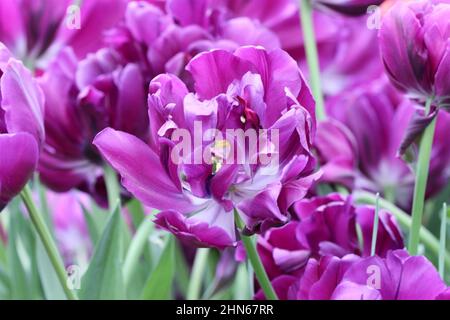 Lila Tulpen aus der Nähe. Makro. Ein Hintergrund horizontal mit schönen Frottee Tulpen. Tulipa. Familie Der Liliengewächse. Stockfoto