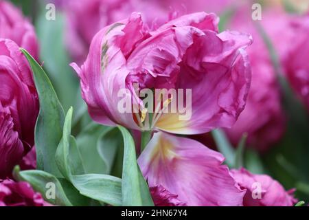 Lila Tulpen aus der Nähe. Makro. Ein Hintergrund horizontal mit schönen Frottee Tulpen. Tulipa. Familie Der Liliengewächse. Stockfoto