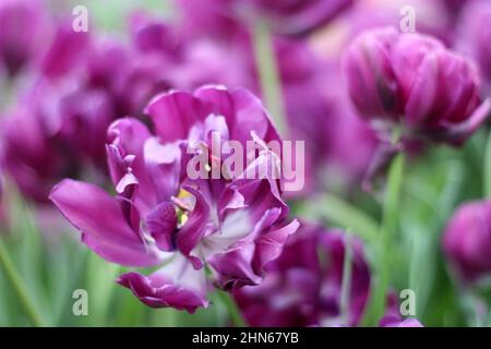 Lila Tulpen aus der Nähe. Makro. Ein Hintergrund horizontal mit schönen Frottee Tulpen. Tulipa. Familie Der Liliengewächse. Stockfoto