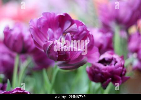 Lila Tulpen aus der Nähe. Makro. Ein Hintergrund horizontal mit schönen Frottee Tulpen. Tulipa. Familie Der Liliengewächse. Stockfoto