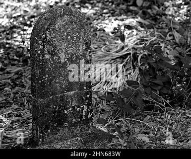 Schwarz-Weiß-Foto von altem verwittertem Grabstein mit Lichen bedeckt und umgeben von Pflanzen und Pflanzenschutt Stockfoto