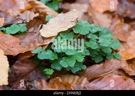 Wald-Sauerklee Sauer-Klee,,, Sauerklee Waldsauerklee, Oxalis Naiandinus, Hasensalat, Herzklee, Herrgottsbrot, gemeinsame Sauerklee, Sauerklee, Oxalide Stockfoto