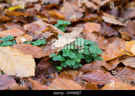 Wald-Sauerklee Sauer-Klee,,, Sauerklee Waldsauerklee, Oxalis Naiandinus, Hasensalat, Herzklee, Herrgottsbrot, gemeinsame Sauerklee, Sauerklee, Oxalide Stockfoto