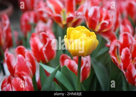 Gelbe Tulpe eine blüht vor dem Hintergrund der roten Tulpen horizontal.Tulipa. Familie Der Liliengewächse. Stockfoto