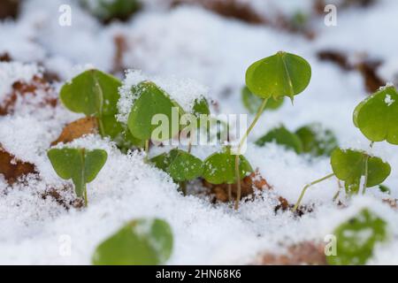 Wald-Sauerklee Sauer-Klee,,, Sauerklee Waldsauerklee, Oxalis Naiandinus, Hasensalat, Herzklee, Herrgottsbrot, gemeinsame Sauerklee, Sauerklee, Oxalide Stockfoto