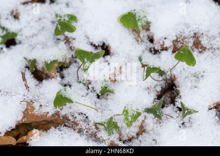 Wald-Sauerklee Sauer-Klee,,, Sauerklee Waldsauerklee, Oxalis Naiandinus, Hasensalat, Herzklee, Herrgottsbrot, gemeinsame Sauerklee, Sauerklee, Oxalide Stockfoto
