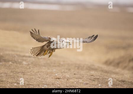 Saker Falcon (Falco cherrug), Flug für Erwachsene, Hortobagy, Ungarn, Januar Stockfoto