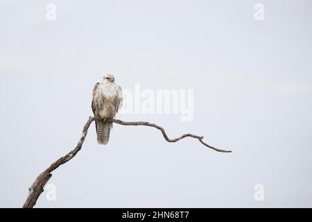 Saker Falcon (Falco cherrug) Erwachsener auf dem Zweig, Hortobagy, Ungarn, Januar Stockfoto