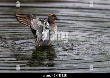 Ein männliches eurasisches Teal (Anas crecca) breitet seine Flügel aus und erzeugt Wellen auf einem Teich Stockfoto