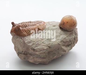 Ein Trilobit Asaphus und fossile Zystoidea auf weißem Grund Stockfoto