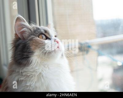 Flauschige helle Katze aus dem Fenster schauen. Foto von Haustier. Stockfoto