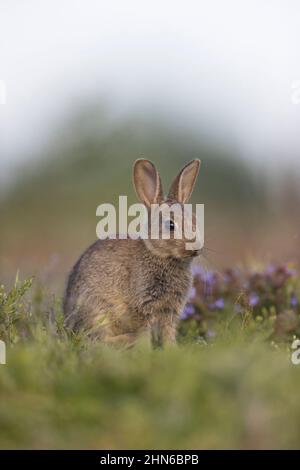 Europäischer Hase (Oryctolagus cuniculus), Junge auf Grasland, Suffolk, England, Juni Stockfoto