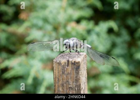 Die Fliege sitzt aus nächster Nähe auf dem Holzpfahl Stockfoto