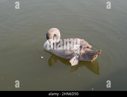 Junger Schwan auf dem Teich Stockfoto