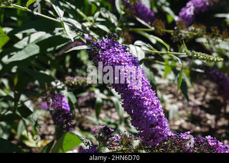 Schöne blühende violette Fliederblüten aus der Nähe Stockfoto