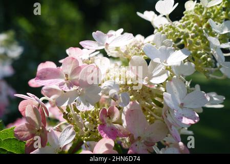 Nahaufnahme der sommerlich blühenden Hortensien im botanischen Garten Stockfoto