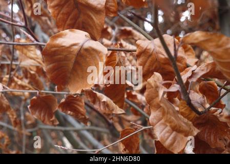 Verwelkte Winterpflanzen Stockfoto