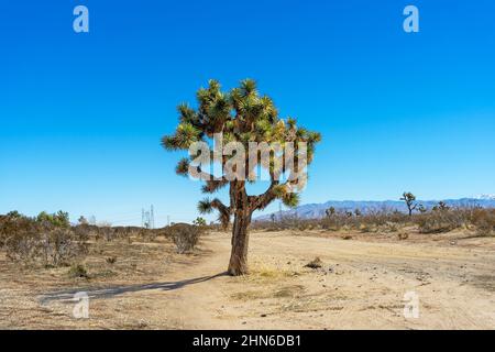 Großer Joshua-Baum auf einem Mojave-Wüstenpfad Stockfoto