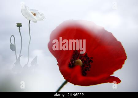 red poppies. papaver rhoeas. white poppies, opium. Papaver somniferum Stockfoto