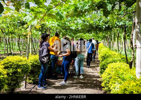 LA UNION, KOLUMBIEN - NOVEMBER 2021. Touristen besuchen den Nationalpark Grape in der Gemeinde La Union in der Region Valle del Cauca in Col Stockfoto