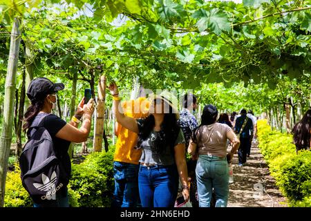 LA UNION, KOLUMBIEN - NOVEMBER 2021. Touristen besuchen den Nationalpark Grape in der Gemeinde La Union in der Region Valle del Cauca in Col Stockfoto