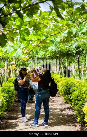 LA UNION, KOLUMBIEN - NOVEMBER 2021. Touristen besuchen den Nationalpark Grape in der Gemeinde La Union in der Region Valle del Cauca in Col Stockfoto