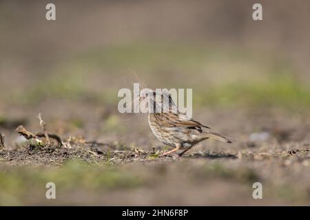 Dunnock (Prunella modularis) Erwachsener, der auf dem Boden mit Nestmaterial im Schnabel steht, Suffolk, England, April Stockfoto