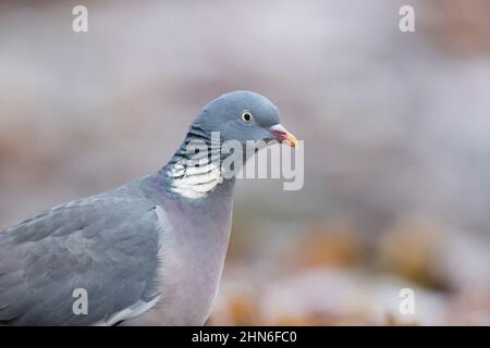 Auf dem Waldboden stehend, Suffolk, England, November Stockfoto