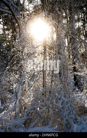 Ein Wintertag im Nickerson State Park, Brewster, Massachusetts, am Cape Cod, USA Stockfoto