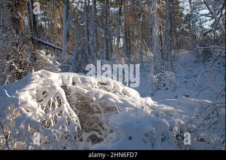 Ein Wintertag im Nickerson State Park, Brewster, Massachusetts, am Cape Cod, USA Stockfoto