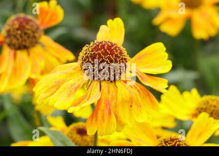 Helenium Wyndley Niesen-Blüten, eine kurze Sorte, die im Spätsommer, frühen Herbst blüht. VEREINIGTES KÖNIGREICH Stockfoto