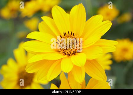 Falsche Sonnenblume „Sommersonne“ blüht. Heliopsis helianthoides var scabra „Sommersonne“. VEREINIGTES KÖNIGREICH Stockfoto