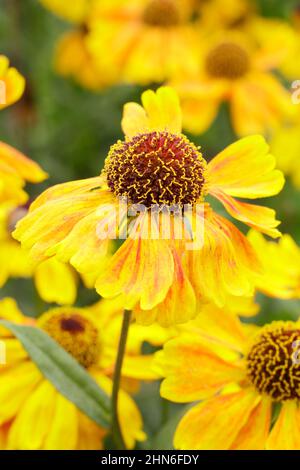 Helenium Wyndley Niesen-Blüten, eine kurze Sorte, die im Spätsommer, frühen Herbst blüht. VEREINIGTES KÖNIGREICH Stockfoto