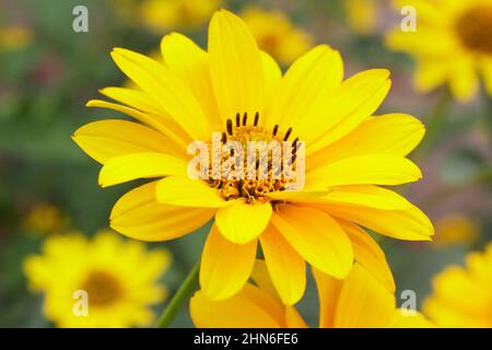 Falsche Sonnenblume „Sommersonne“ blüht. Heliopsis helianthoides var scabra „Sommersonne“. VEREINIGTES KÖNIGREICH Stockfoto